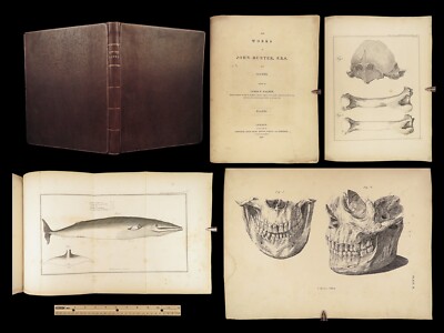 1837 John Hunter Anatomy Atlas Surgery Medicine Illustrated Biology Veterinary-image