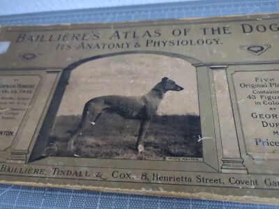 Bailliere's Atlas of the Dog London: Bailliere, Tindall & Cox 1921-image