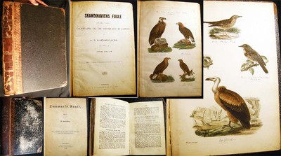 1879 KJAERBOLLING BIRDS COLOR PLATE ATLAS  SKANDINAVIENS FUGLE + TEXT VOLUME-image